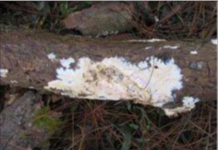 Figura 27  –  Madeira atacada por fungos da podridão. [CORREIA, A.M. 2014]; 