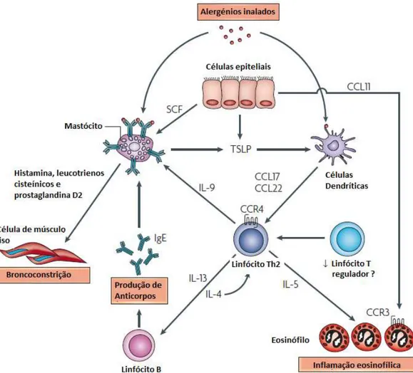 Figura 3: Envolvimento de células imunitárias e inflamatórias na imunopatologia da asma: Os alergénios  inalados ativam os mastócitos previamente sensibilizados ao ligarem-se às moléculas IgE na sua superfície,  libertando vários mediadores broncoconstrito