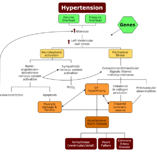 Figura 4 - Fisiopatologia da doença cardíaca hipertensiva (31) 