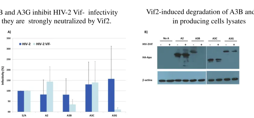 Fig. 3 A) Viral infectivity of HIV-2wt and HIV-2Vif- produced in the presence of different APOBEC