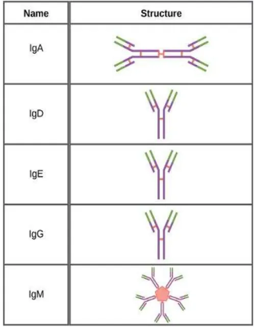 Figura  1.  Classes  de  Imunoglobulinas  (retirado  de  Boundless,  2015).  A  IgA  apresenta-se  como  um  dímero,  a  IgD,  IgE  e  IgG  como  monómeros  e  a  IgM  como um pentâmero  