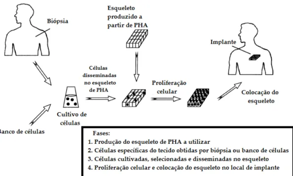 Figura  4  -  Utilização  de  PHA  em  engenharia  de  tecidos.  Adaptado  de  S.  F.  Williams,  Martin,  Horowitz &amp; Peoples (1999)