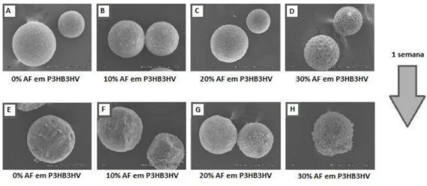 Figura  7  -  Imagens  de  microscópio  electrónico  de  varrimento  ilustrando  os  diferentes  efeitos  da  incorporação de ácido fusídico em micropartículas de P3HB3HV (A-D) e a sua degradação ao fim  de 1 semana (E-H)