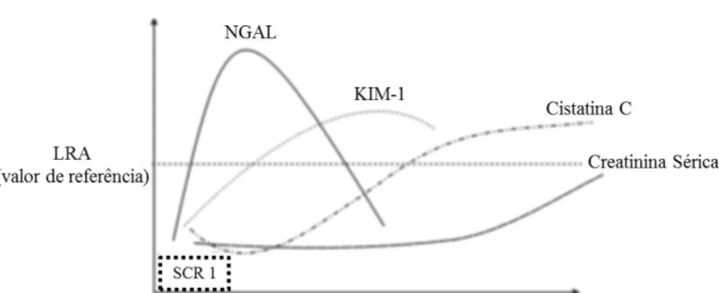 Figura  2 Curvas representativas das alterações nos  níveis dos biomarcadores  renais para deteção de LRA na SCR tipo 1
