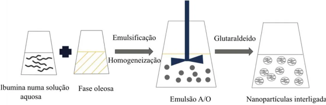 Figura  9  -  Produção  de  nanopartículas  proteicas  através  do  método  de  emulsificação/extracção  de  solvente (A/O - emulsão água em óleo)