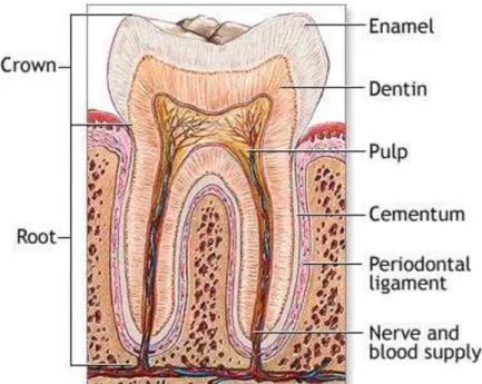 Figure 3: Structure of a  healthy  tooth. Cariogenic bacteria  can damage enamel and dentin layers of the  teeth (Heller, Zieve, &amp; Ogilvie, 2014) 