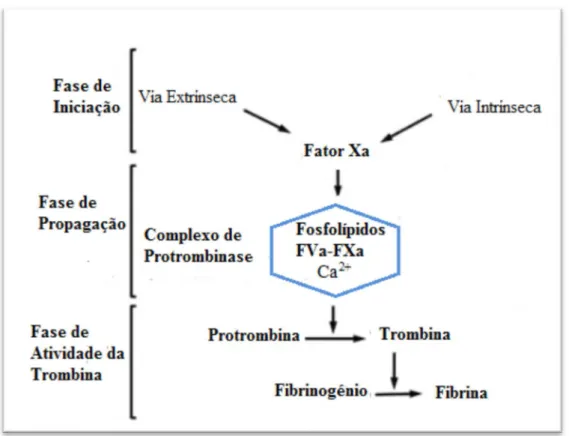 Figura 2- Representação esquemática atualizada da coagulação sanguínea (adaptado de  Marques da Silva,  2010).