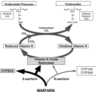Figura 6 – Ciclo da vitamina K e mecanismo de ação da varfarina (Ansell et al., 2008)