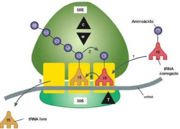 Figura 6 - Locais de ação das tetraciclinas. Adaptado de (Katzung &amp; Trevor, 2015)