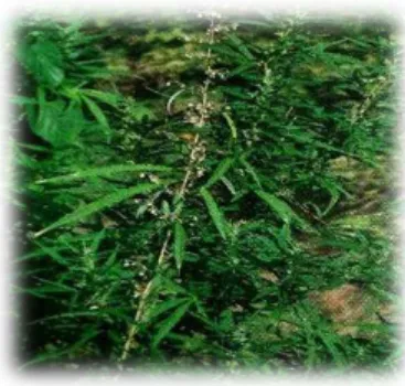 Figura 2: A planta Cannabis sativa. 