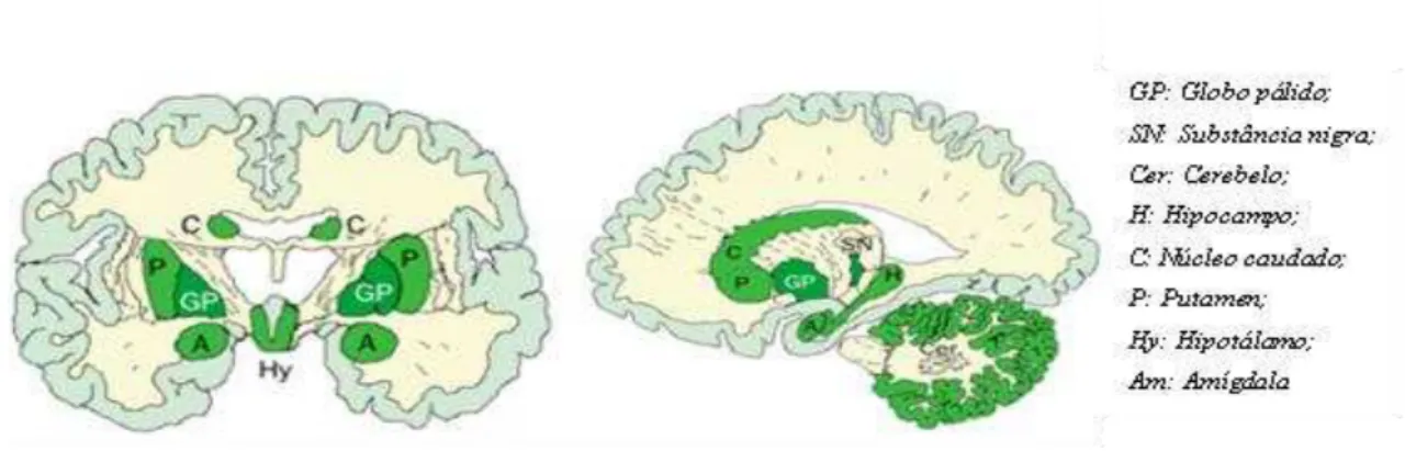 Figura 3: Expressão de receptores CB1 em diferentes localizações cerebrais. 