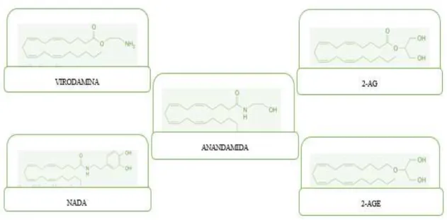 Figura 4: Estrutura química dos compostos endógenos com capacidade de ligação aos receptores canabinóides