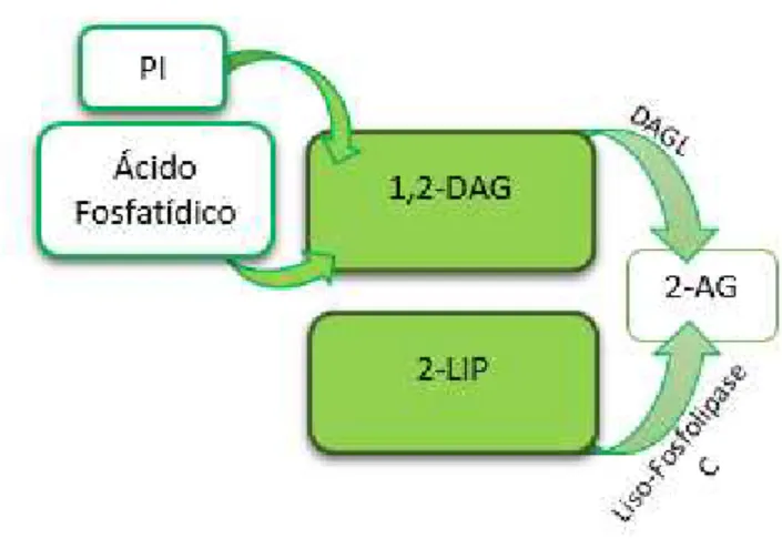 Figura 7: Processo de formação do 2-Araquidonilglicerol.  