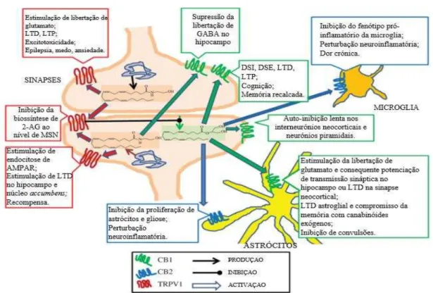 Figura 8: Funções da Anandamida e 2-AG em diferentes receptors cerebrais. 