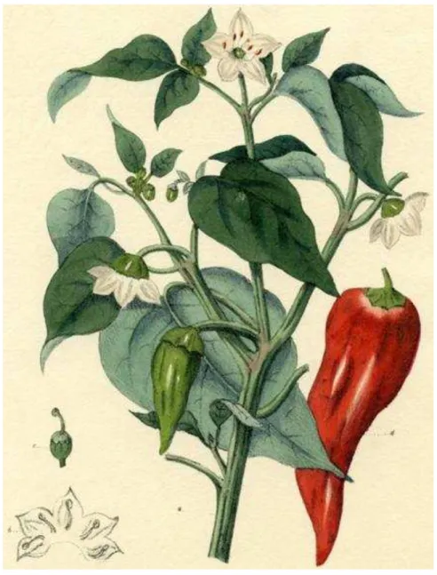 Figura 3 – Capsicum Annuum  [5]