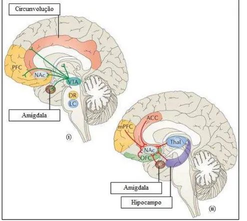 Figura 3. Circuito de recompensa do cérebro. (i) Projecções dopaminérgicas (linha verde) com origem na  ATV que libertam dopamina no NAc e noutras estruturas límbicas