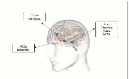 Figura 4. Sistema de Recompensa do Cérebro (Adaptado de Anker, 2012) 
