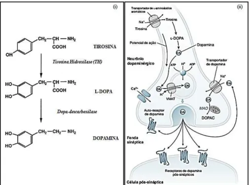 Figura  6.  Biossíntese  da  dopamina.  (i)  As  enzimas  envolvidas  são  a  TH  e  dopa-descarboxilase