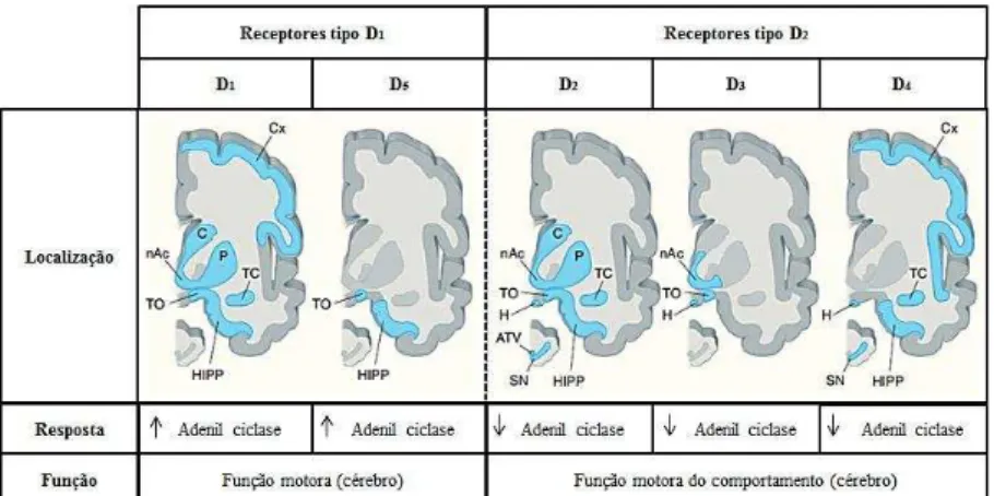 Figura 7. Características e localização dos receptores da dopamina (Adaptado de Standaert &amp; Galanter,  2009)