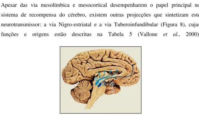 Figura  8.  Circuitos  dopaminérgicos  (1-  Via  Nigro-estriatal;  2-Via  Mesolímbica  e  Mesocortical;  3-  Via  Tuberoinfundibular)(Retirado de Genetic Science Learning Center, 2014) 