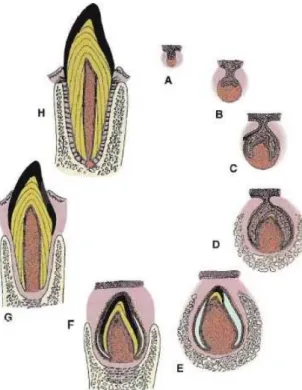Figura 1 – As diferentes fases da Odontogénese. (A) Fase de botão; (B) Fase de capuz; (C) Fase de sino; 