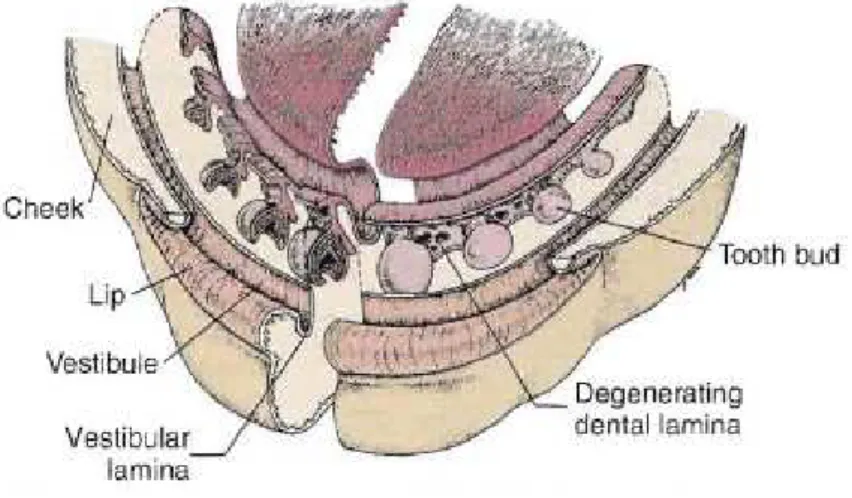 Figura 2 – Desenvolvimento dos botões dentários no processo alveolar (Avery &amp; Chiego, 2006)