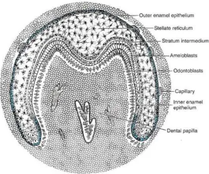 Figura 5 – Fase de sino (ou de campânula) da Odontogénese (Avery &amp; Chiego, 2006). 