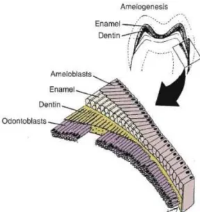 Figura  7  –  Aposição  das  camadas  de  dentina  e  esmalte  dentário  durante  a  Odontogénese  (Avery  &amp; 