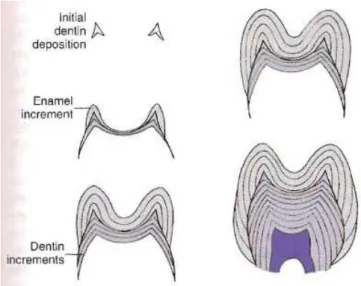 Figura 9 – Digrama representativo do padrão de aposição das camadas de esmalte e de dentina durante a  formação da coroa dentária (Avery &amp; Chiego, 2006)
