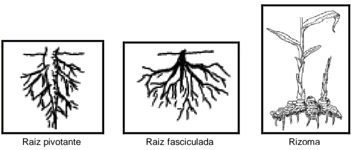 Figura 7: Tipos de raiz 
