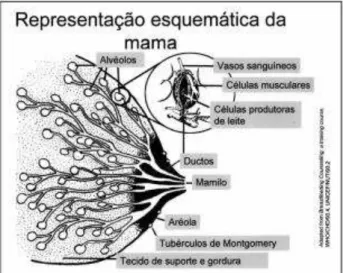 Figura 1 Anatomia do seio materno (Adaptado de Levy &amp; Bértolo, 2008) 