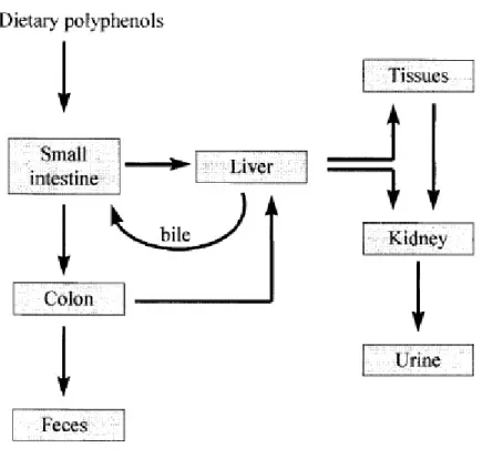 Figura 10 - Possíveis vias para os polifenóis consumidos no organismo humano (Scalbert &amp; Williamson,  2000) 