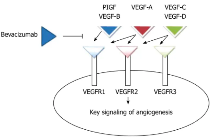 Figure 1  Exemplification of bevacizumab mechanisms of action, which  acts by inhibiting the vascular endothelial growth factor family ligands  to their receptors and thus blocking tumor angiogenesis