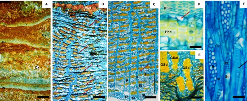 Fig 1. Bark of A. peregrina. A) rhytidome included sequentially periderms (Pr) interspersed with cortical cells (Cx); B) outer phloem showing the ring of sclerified cells (RSCL) which bounded inferiorly the cortex; dilatation tissue (Dt) from the wedged-sh