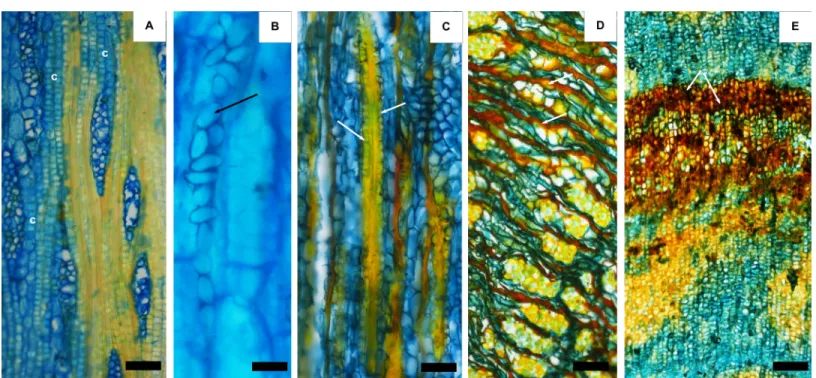 Fig 3. Mineral and organic inclusions in the bark. A) crystals (c) in chambered axial parenchyma cells; B) starch grains (arrow); C) crystals (arrows) adjacent to the fibres (F); Phenolic compounds in nonconducting phloem (arrows, D) and in rhytidome (arro