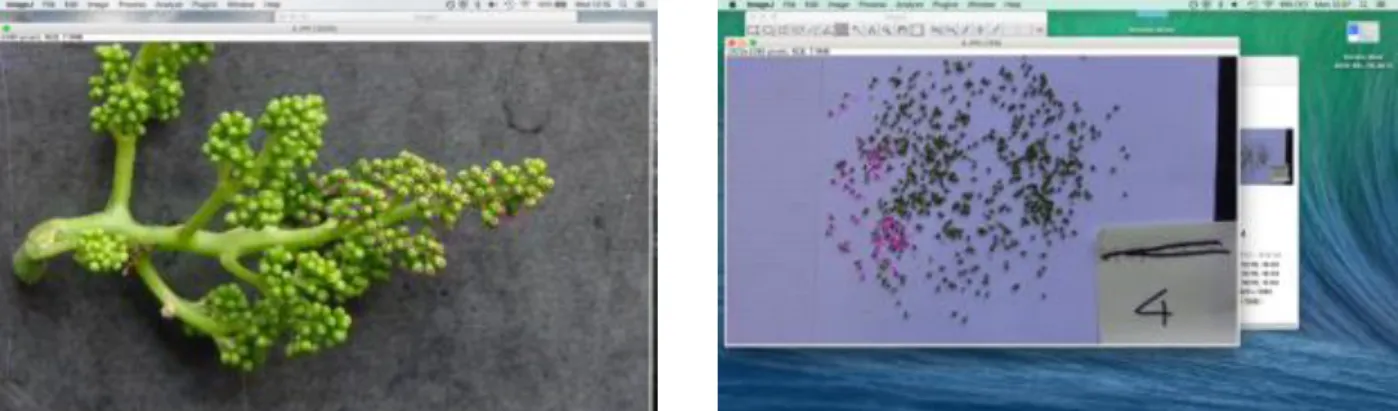 Figure 2: Counting of the flowers from the inflorescence with Image Analysis: picture on the left shows the counting  on the entire inflorescence; picture on the right shows the counting of the flower of the same inflorescence, after  separation