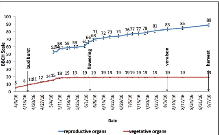 Figure 11: Phenological development during 2016 vegetative season of cv Trincadeira, in Tapada da Ajuda, Lisboa