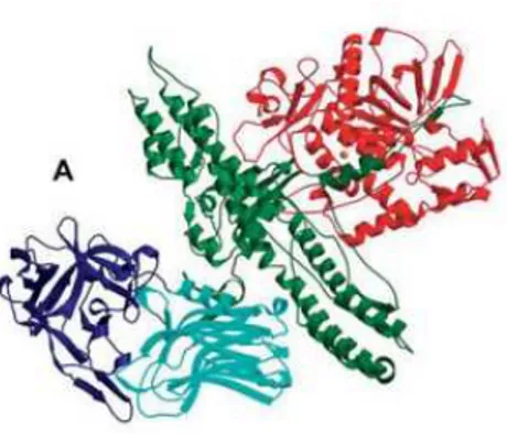 Figura 5: Estruta tridimensional da TB-A. A LC (vermelho), Hn( verde), Hcn (azul claro) e Hcc  (azul escuro) (Adaptado de Chaddock &amp; Marks, 2006)