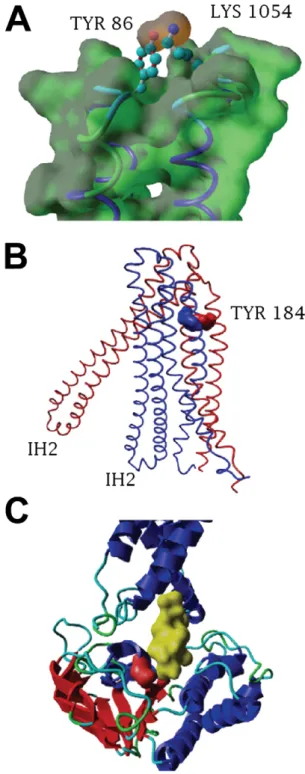 Figure 2. Structural localization of PfMDR1 polymorphisms. A) Interaction of EL1-EL6 aromatic side-chain of residue 86Y approximation to the cationic side-chain 1054K in the resting state