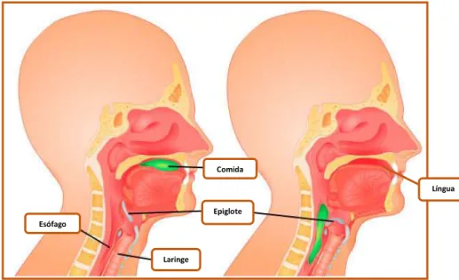 FIGURA 1 – ESQUEMA EXPLICATIVO DA DEGLUTIÇÃO E ESTRUTURAS ENVOLVIDAS 