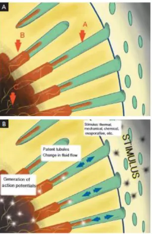 Figura 11. A) diagrama simples do complexo pulpo-dentinário (A- túbulo dentinário; B- células odontoblásticas, C-  nervo) B) complexo pulpo-dentinário exposto a um estímulo