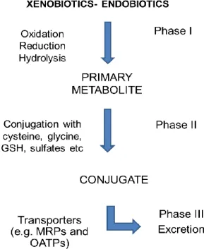 Figure 7. Schematic illustration of phases I, II, III of xenobiotic metabolizing systems