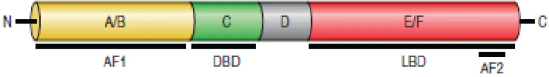 Figure 8. Structure and functional domains of the nuclear receptors (adapted from [22]) 
