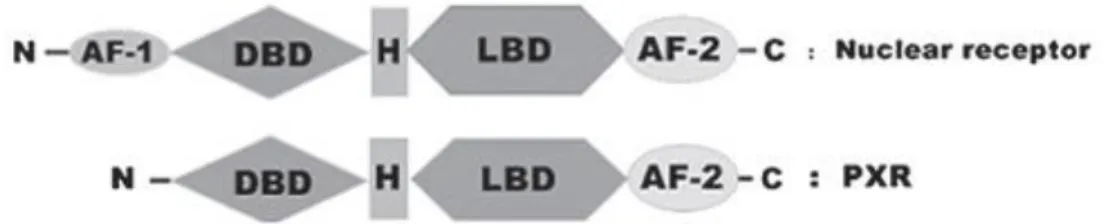 Figure  9.  Schematic  comparison  of  the  domain  structures  of  a  typical  nuclear  receptor  and  PXR