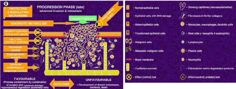 Figure 3.3.1.  Stage of tumour  development and involved protective and modulating  mechanisms affected by common gene polymorphisms