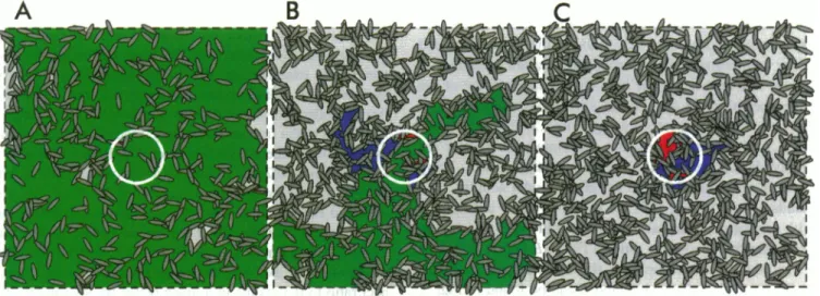 FIGURE 5 Single bilayer plane according to the fixed-ellipse geometry model for three different fluid area fractions: above (A), at (B), and below (C) the theoretical percolation threshold for the system, p = 0.63, 0.47, and 0.40, respectively
