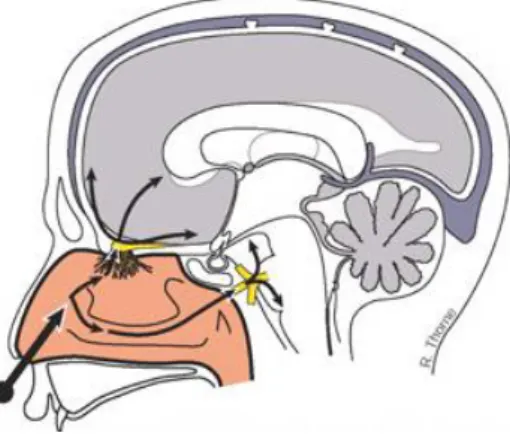 Figura 2. Entrega direta de fármacos administrados por via nasal ao cérebro através dos nervos  sensitivos olfativos e do nervo trigémeo [13], (reprodução autorizada pelo autor, Dr