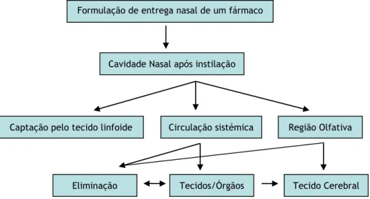 Figura 6. As direções seguidas por um fármaco após administração intranasal [adaptado de 12].