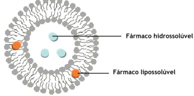 Figura 8. Representação de um lipossoma formado por uma bicamada lipídica.