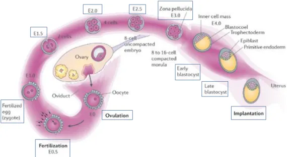 Figure 4: Pre-implantation and implantation  in mice embryo development.  After fertilization in the oviduct, the embryo  experiences numerous sequences of mitotic cell division, finally forming a ball of cells named morula